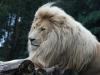 White Lion